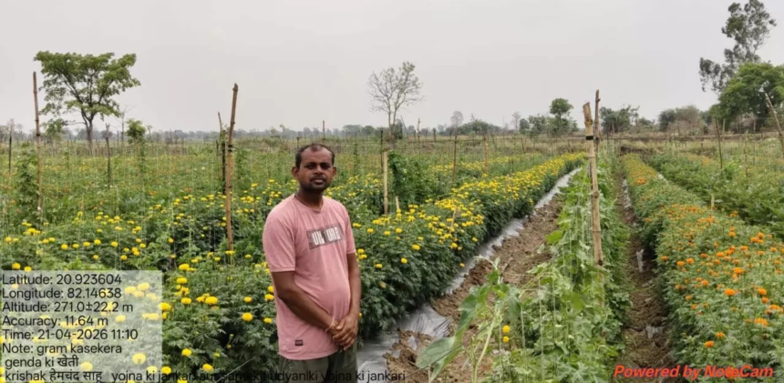 Marigold Farming