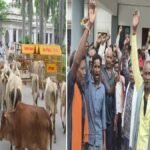Stray Cattle