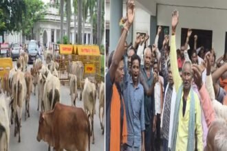 Stray Cattle