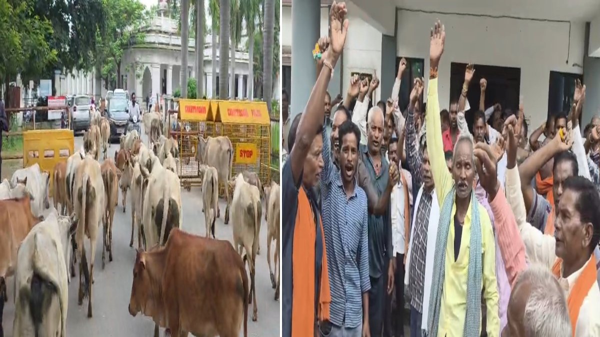 Stray Cattle