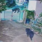 Bear Attack