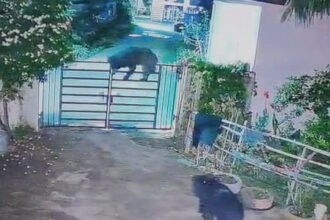 Bear Attack