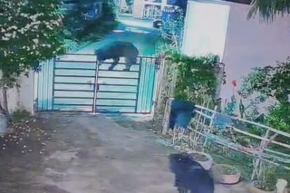 Bear Attack