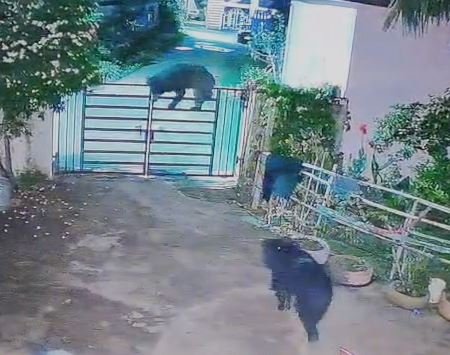 Bear Attack