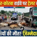 Bilaspur Korba Highway Accident : बिलासपुर-कोरबा हाईवे पर ट्रेलर का कहर, 9 मवेशियों की मौत सवाल