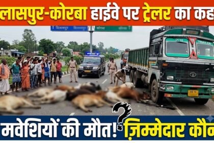 Bilaspur Korba Highway Accident : बिलासपुर-कोरबा हाईवे पर ट्रेलर का कहर, 9 मवेशियों की मौत सवाल