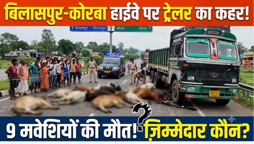 Bilaspur Korba Highway Accident : बिलासपुर-कोरबा हाईवे पर ट्रेलर का कहर, 9 मवेशियों की मौत सवाल
