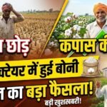 Cotton Farming : धान छोड़ कपास की ओर बढ़े किसान, 25 हेक्टेयर में हुई बोनी