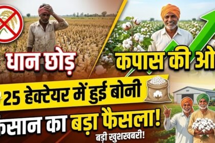 Cotton Farming : धान छोड़ कपास की ओर बढ़े किसान, 25 हेक्टेयर में हुई बोनी