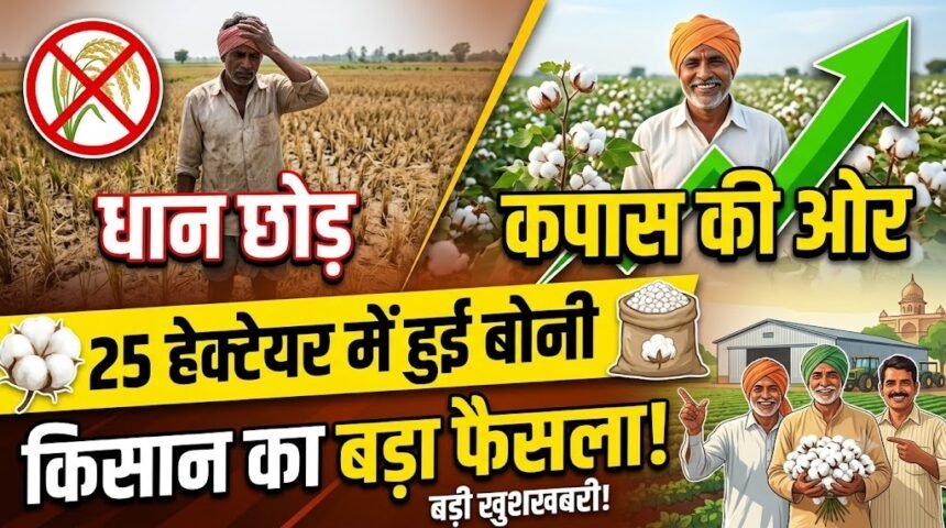 Cotton Farming : धान छोड़ कपास की ओर बढ़े किसान, 25 हेक्टेयर में हुई बोनी