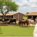 Gaudham Yojana : छत्तीसगढ़ में 1460 गौधाम बनेंगे, निराश्रित मवेशियों को मिलेगा सुरक्षित आश्रय