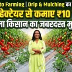Tomato Farming : ड्रिप और मल्चिंग का कमाल, महिला किसान ने 1.20 हेक्टेयर से कमाए 10 लाख