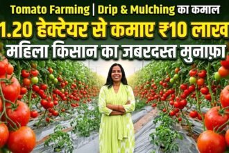 Tomato Farming : ड्रिप और मल्चिंग का कमाल, महिला किसान ने 1.20 हेक्टेयर से कमाए 10 लाख
