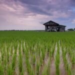 Medical Rice : छत्तीसगढ़ में औषधीय धान की खेती, किसानों को मिल रहा प्रीमियम दाम