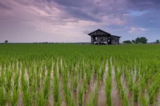 Medical Rice : छत्तीसगढ़ में औषधीय धान की खेती, किसानों को मिल रहा प्रीमियम दाम