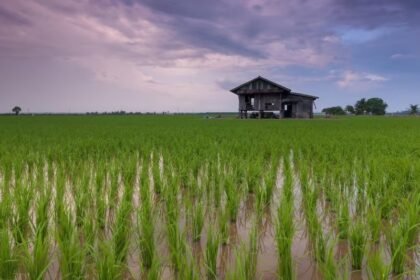 Medical Rice : छत्तीसगढ़ में औषधीय धान की खेती, किसानों को मिल रहा प्रीमियम दाम