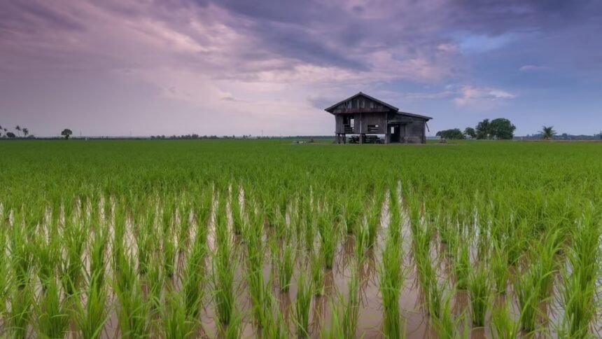 Medical Rice : छत्तीसगढ़ में औषधीय धान की खेती, किसानों को मिल रहा प्रीमियम दाम