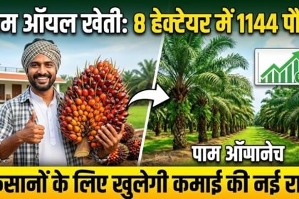 Oil Palm Farming : 8 हेक्टेयर में 1,144 पौधे, किसानों के लिए खुलेगी कमाई की नई राह