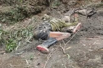 Elephant Attack  : शिवपुर के जंगल में हाथी का हमला, भैंस चराने गए ग्रामीण की मौत