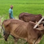 Vishnu Deo Sai Farming  : खेत में उतरे CM विष्णुदेव साय, बैलों के साथ हल चलाकर की बियासी