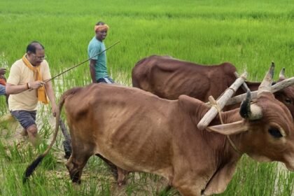 Vishnu Deo Sai Farming  : खेत में उतरे CM विष्णुदेव साय, बैलों के साथ हल चलाकर की बियासी