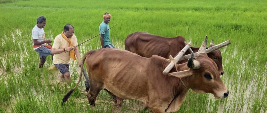 Vishnu Deo Sai Farming  : खेत में उतरे CM विष्णुदेव साय, बैलों के साथ हल चलाकर की बियासी