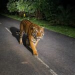 Bijapur Leopard :  दशपाल घाट की सड़क पर दिखा तेंदुआ, 108 एंबुलेंस के पायलट-ईएमटी ने कैमरे में किया कैद