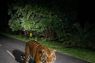 Bijapur Leopard :  दशपाल घाट की सड़क पर दिखा तेंदुआ, 108 एंबुलेंस के पायलट-ईएमटी ने कैमरे में किया कैद