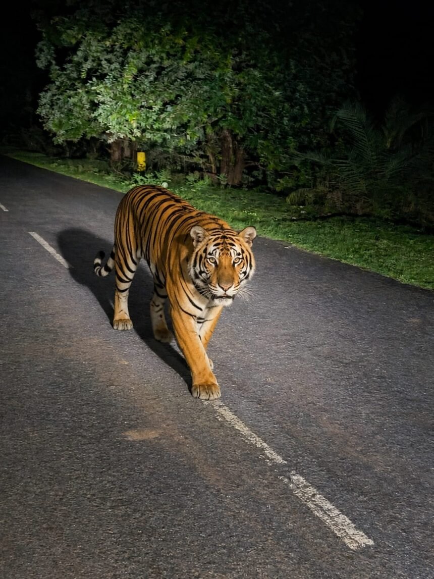 Bijapur Leopard :  दशपाल घाट की सड़क पर दिखा तेंदुआ, 108 एंबुलेंस के पायलट-ईएमटी ने कैमरे में किया कैद
