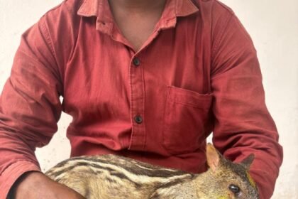 Mouse Deer Rescue : कुत्तों से बचकर कलेक्ट्रेट पहुंचा माउस डियर, वन विभाग ने बचाई जान