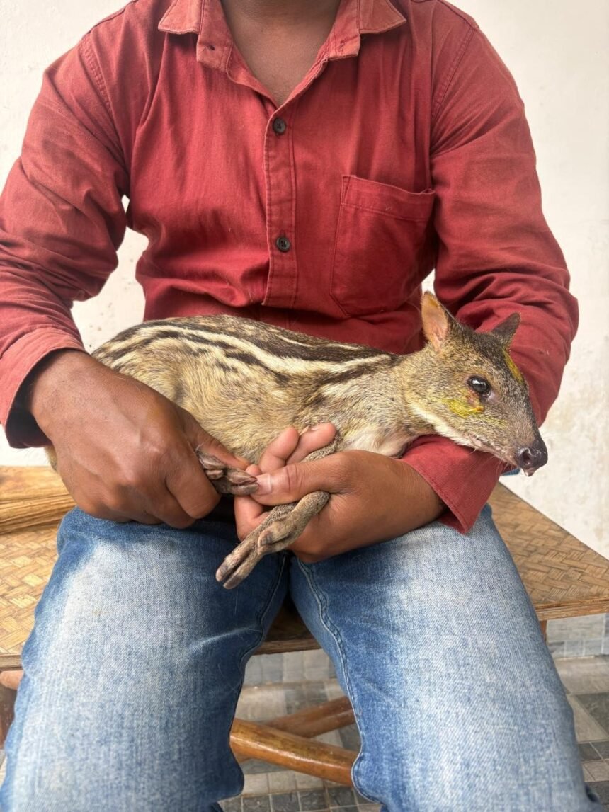 Mouse Deer Rescue : कुत्तों से बचकर कलेक्ट्रेट पहुंचा माउस डियर, वन विभाग ने बचाई जान