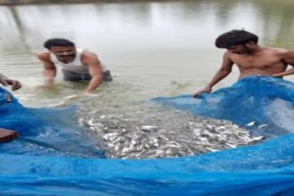 Fish Farming