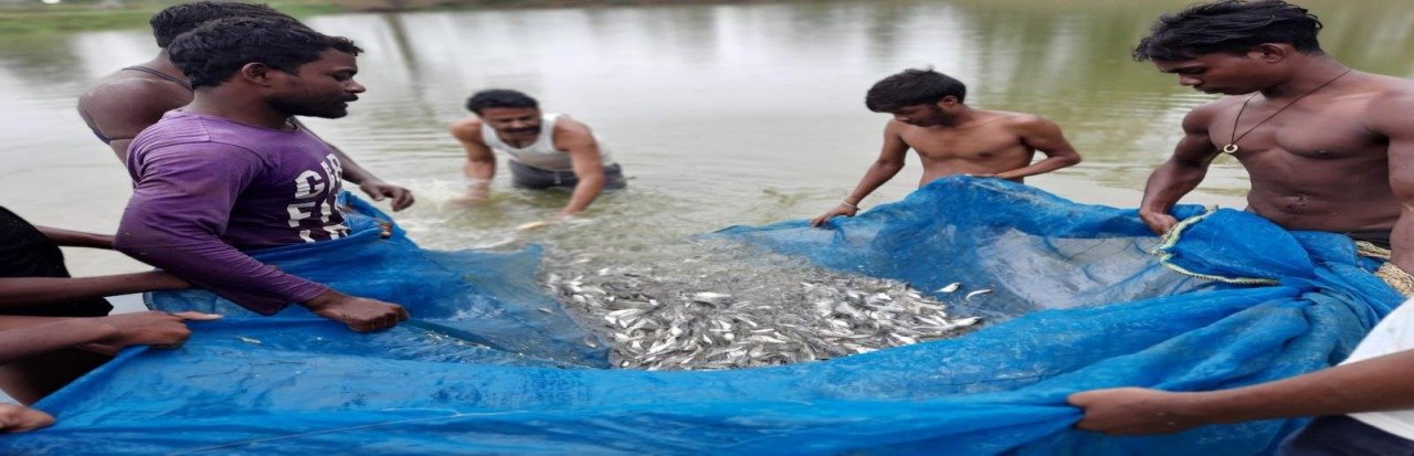 Fish Farming