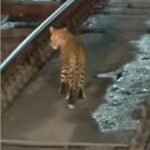Leopard Video