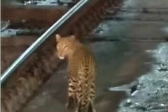 Leopard Video