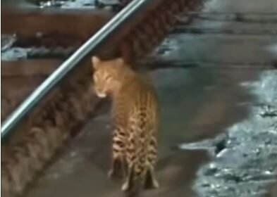 Leopard Video