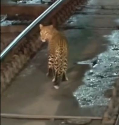 Leopard Video