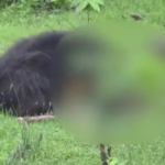 Kanker Bear Attack
