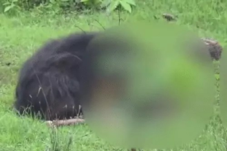 Kanker Bear Attack : कांकेर में भालू का खूनी हमला, भाई-बहन समेत 3 की मौत, 2 घायल