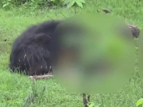 Kanker Bear Attack : कांकेर में भालू का खूनी हमला, भाई-बहन समेत 3 की मौत, 2 घायल