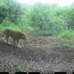 Leopard Spotted  : खनन क्षेत्र में दिखा तेंदुआ, वन्यजीव सुरक्षा बनी चुनौती