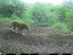 Leopard Spotted  : खनन क्षेत्र में दिखा तेंदुआ, वन्यजीव सुरक्षा बनी चुनौती