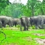 Raigarh Elephant : रायगढ़ में 166 हाथियों का डेरा, खेतों में पहुंचा झुंड; 17 किसानों की धान फसल चौपट