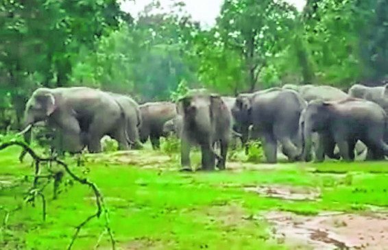 Raigarh Elephant : रायगढ़ में 166 हाथियों का डेरा, खेतों में पहुंचा झुंड; 17 किसानों की धान फसल चौपट