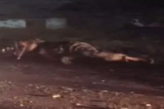 CMO Arrested  : महिला की मौत के बाद CMO गिरफ्तार, सड़क हादसे में भेजे गए जेल