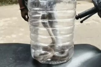 Korba Cobra Snake Bite