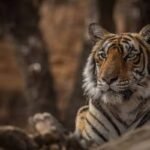 Leopard Sightings