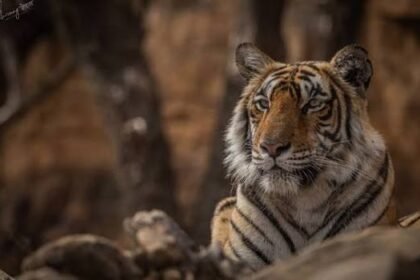 Leopard Sightings