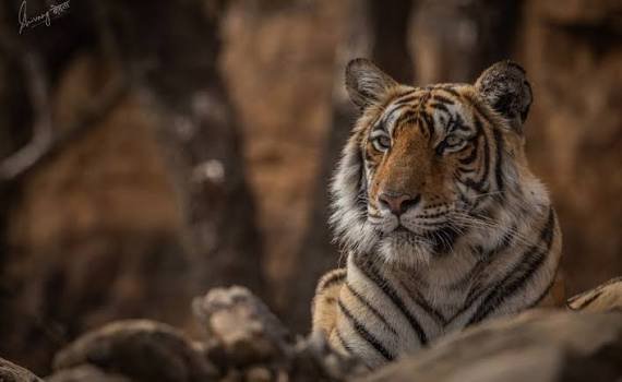Leopard Sightings