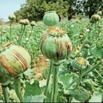 Opium Cultivation Case :  दुर्ग में अफीम की अवैध खेती का बड़ा खुलासा, भाजपा नेता समेत 8 पर आरोप तय